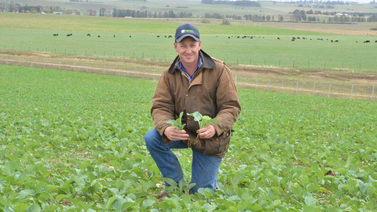 Tom Roberts displays the early growth of Greenlands brassica which is making good progress after mid-February planting at Euarra, OConnell.