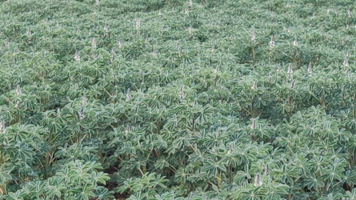 Lupins are an important legume crop developed by John Gladstones when he incorporated non shattering and sweet grain quality into good yielding types.
