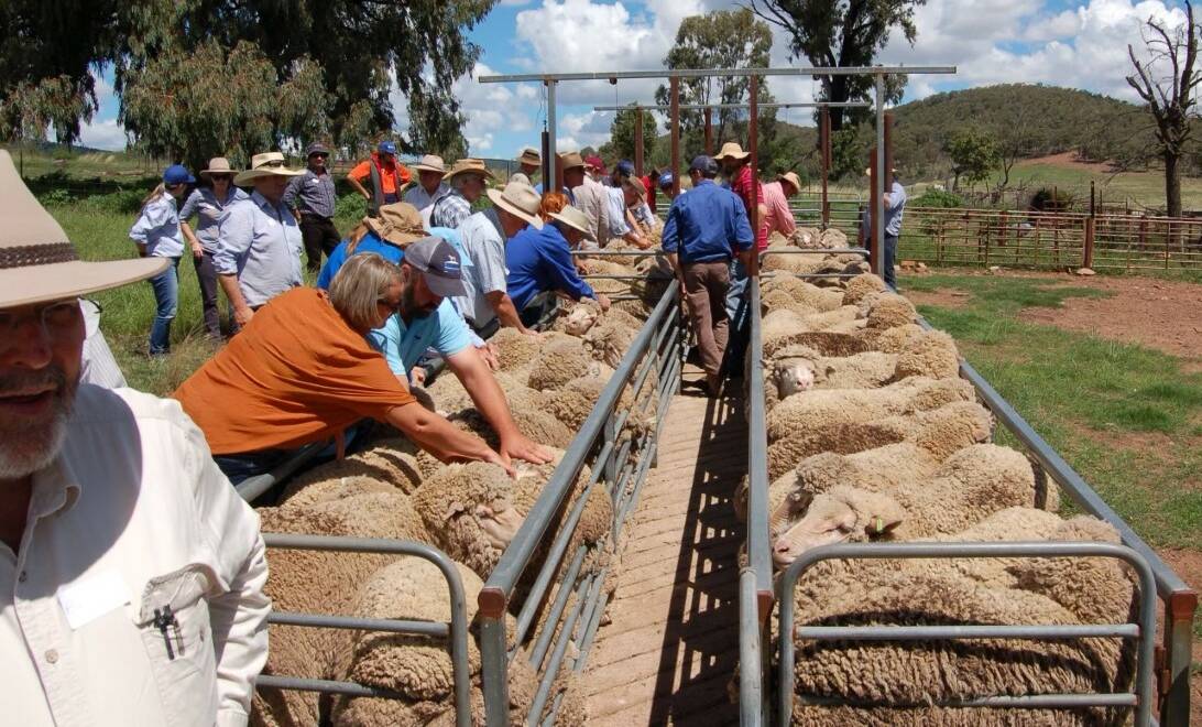Visitors enjoy the hands-on field day at Parkes Merino Ewe Competition where they can get close to the maiden ewes presented at each property.