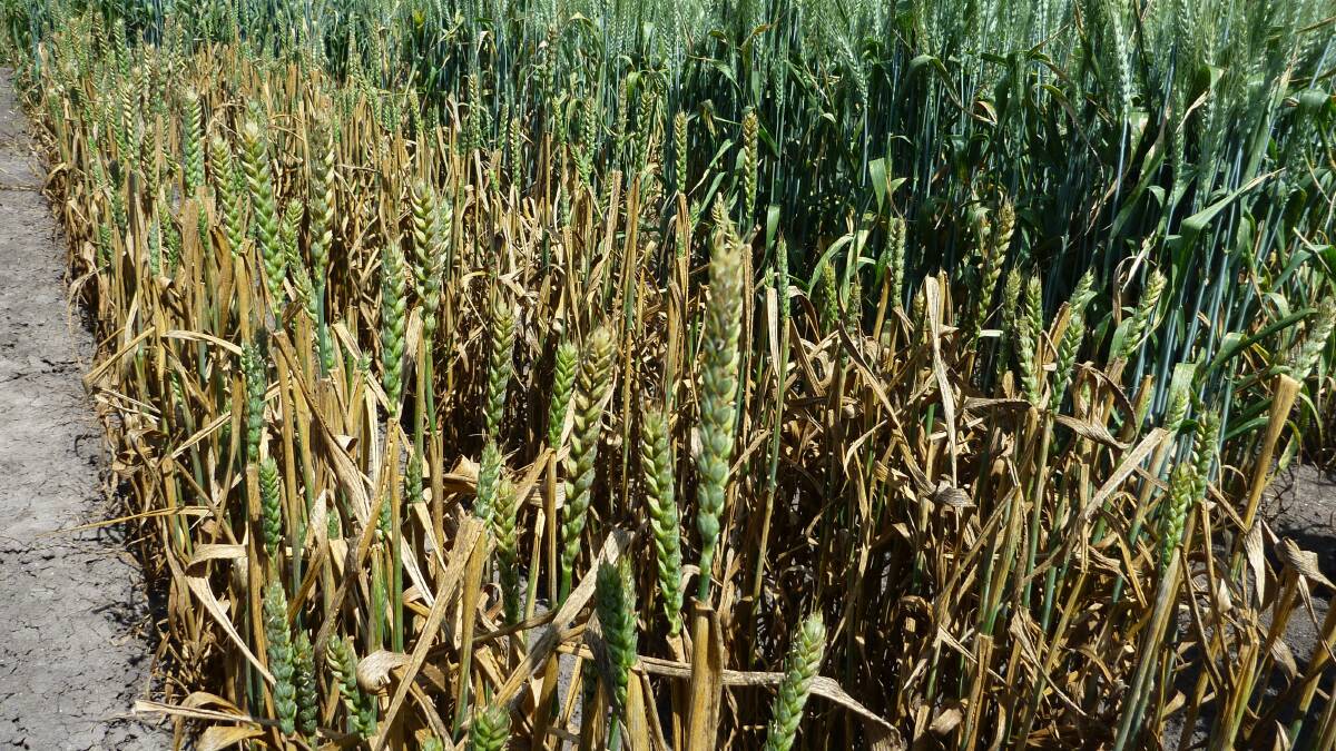 Wheat leaf rust is one of several potentially devastating diseases (front row) with resistant varieties (back row) the best protection. It is important to seek updated information on variety resistance status to various diseases.