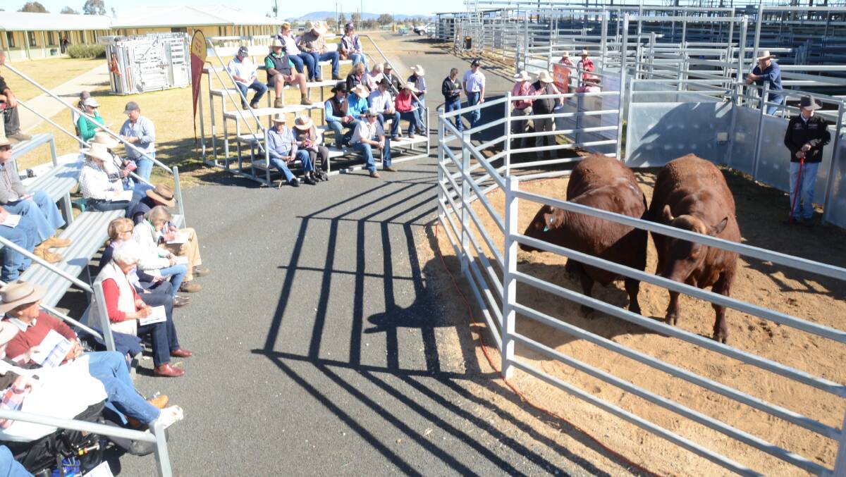 Selling scene at the 30th NSW Shorthorn Spring Fling at Tamworth Regional Livestock Exchange.