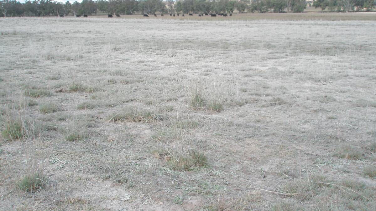 Lime applied to pasture where soil acidity is a problem in the 5-15cm layer. Lime needs thorough mixing into this layer for full benefit to sensitive crops and pastures.