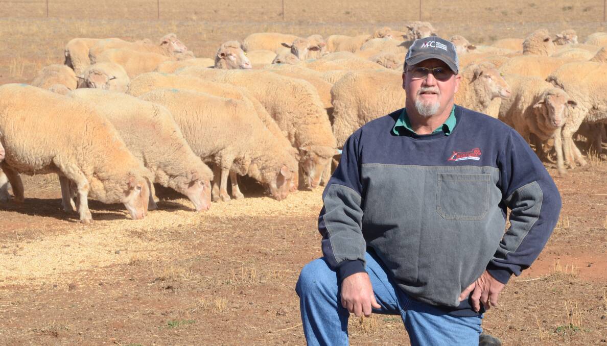 Geoff Jones with 280 mixed-age Darriwell blood Merino ewes just on lambing on a grain trail for the first time at "The Troffs", Trundle. This the first time in seven years he has had to trail feed his sheep due to the drought conditions.