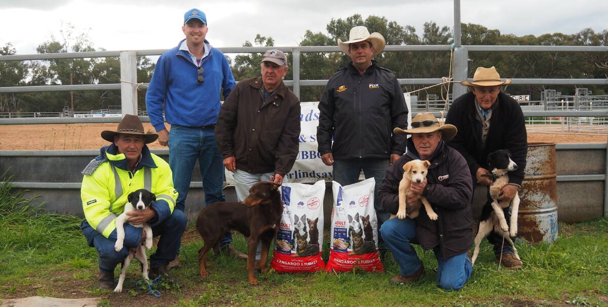 Records were established at Geurie last Saturday at the 2020 Golden Collar Working Dog auction which attracted 60 attendees and more than 110 bidders on AuctionsPlus.