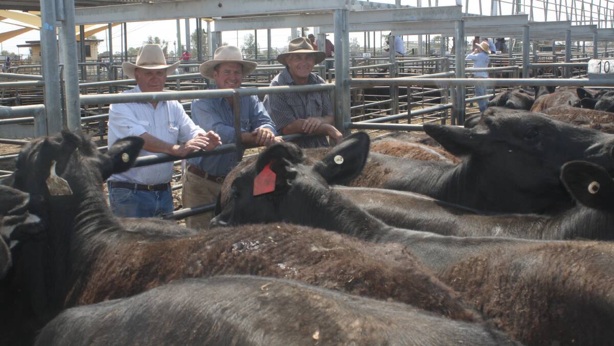 PT Lord Dakin agents Tony Morcom, Mark Garland and vendor Mick Walker, Coonamble, with the top price pen of steers which sold for $950/hd to an Echuca, Victoria, buyer. Heifers sold to $880for a pen of 80 selling to Geurie. The Walker family's 2500 steers and heifers drew widespread attention with strong interest and competition for the big heifer drafts.
