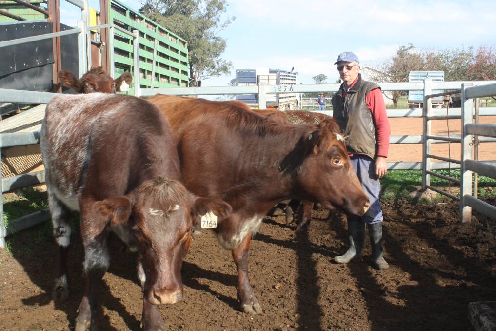 Stirling Fergusson, Moreton Bay, Dunedoo, sold three to five year-old Shorthorn cows, PTIC to Shorthorn bulls, for $2200 each to the Campbell family, Attunga.