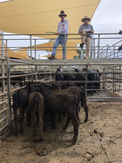 Ross Plasto, Plasto and Company, Wellington selling a pen of bobby calves which made 452.2c/kg.