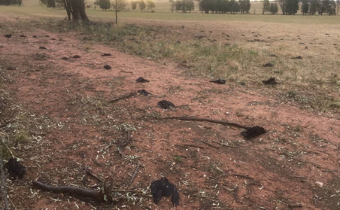 Farmers say they have never seen anything like it. The count was 150 crows killed by hail just in this spot alone.