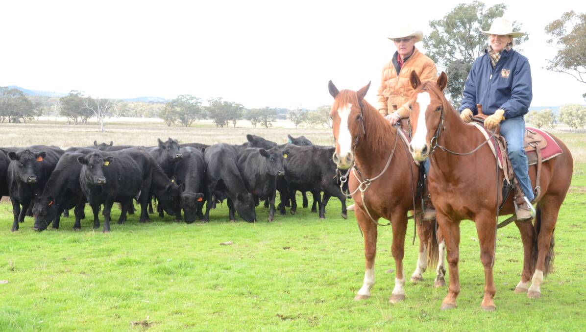 Sarah and Jamie Inglis only work their very quiet Angus cattle on horseback and with a very reliable Border Collie at "Havilah East", Mudgee.