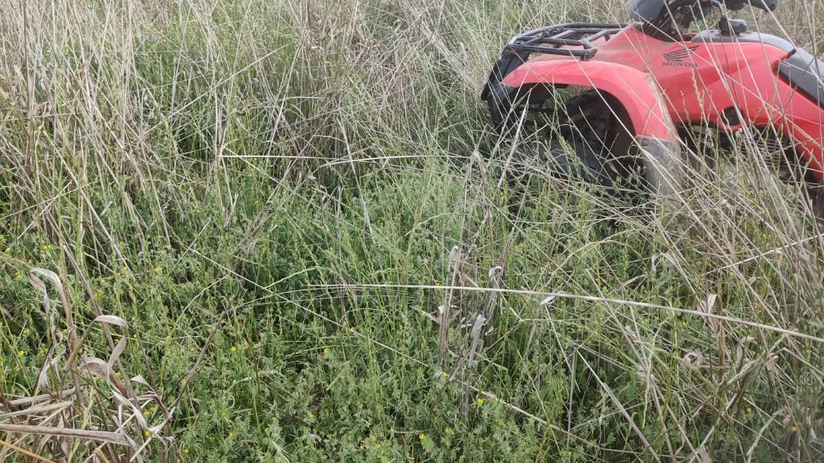Winter legumes, in this case serradella last spring, combining well with tropical grass and supplying winter feed plus nitrogen to the pasture.