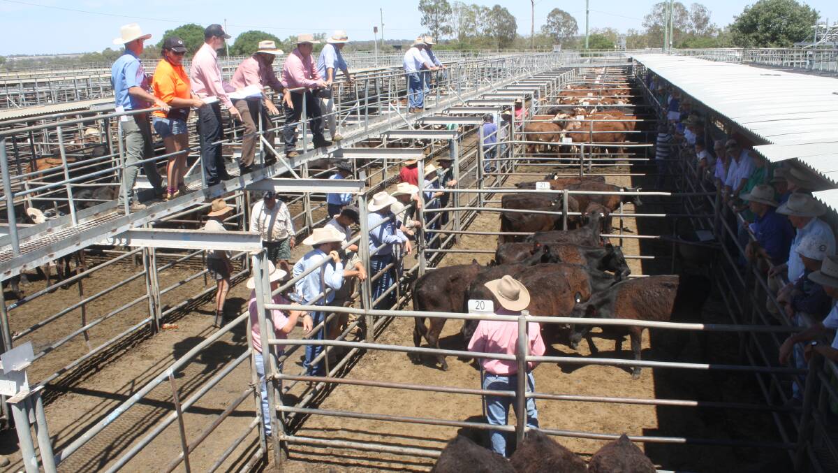Elders stock team in action last Friday during the Dubbo store cattle sale when Angus cows with calves topped at $1340 and Poll Hereford weaner steers sold to $800.