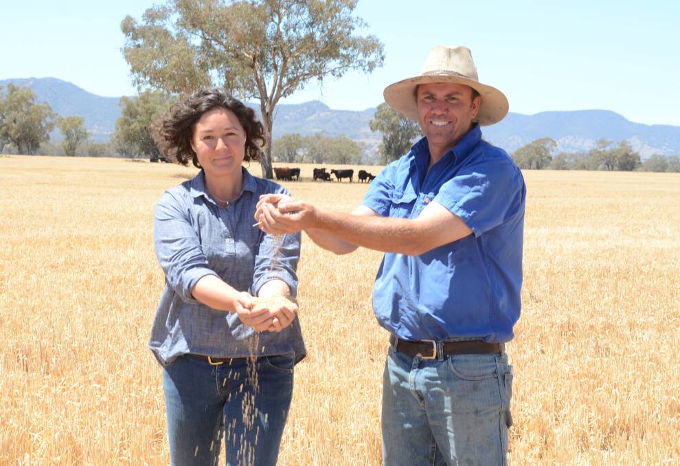 Anna and John Nolan feel the grain stripped from their recently purchased Skeldon property at Deans Mountain, Bundella. The 126 hectare paddock of lancer variety wheat which won the Coolah Show Society crop competition yielded 4.7 tonnes/ha while another 80ha yielded an average 4t/ha. The Nolans grew a total of 380ha of winter wheat this year including Sunlamb and Naparoo.