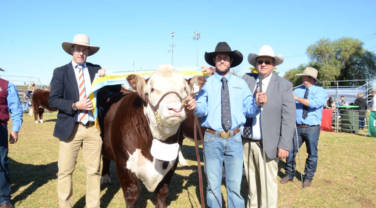 Top-priced $32,000 reserve champion Supermarket Index bull Ravensdale Guardian M222 shown by Brian Burgess, Holbrook, with Herefords Australia CEO Andrew Donoghue and judge Tim Bayliee sashing, Stuart Hobbs the holder.