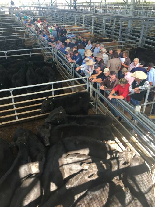 Large crowd vied for the 530-head yarding at Singleton store cattle sale last Friday.