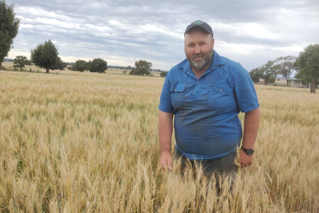 Brad Sanson, Lockwood, Purlewaugh, checks a crop of Sunprime wheat that yielded 5.5t/ha, a good result considering the dry spring conditions here in 2020. Storing fallow moisture is an important aspect of maximising crop yields.
