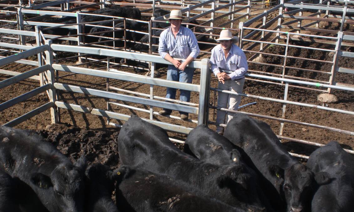 Lachlan Mann and Ben Knight with Halsted family steers, Hampshire Station, Merriwa and sold for $2220/hd.