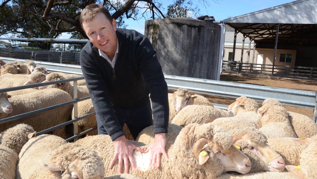Merino Lifetime Productivity Project (MLP) program manager, Ben Swain, Gunnedah, with ewes at Trangie.