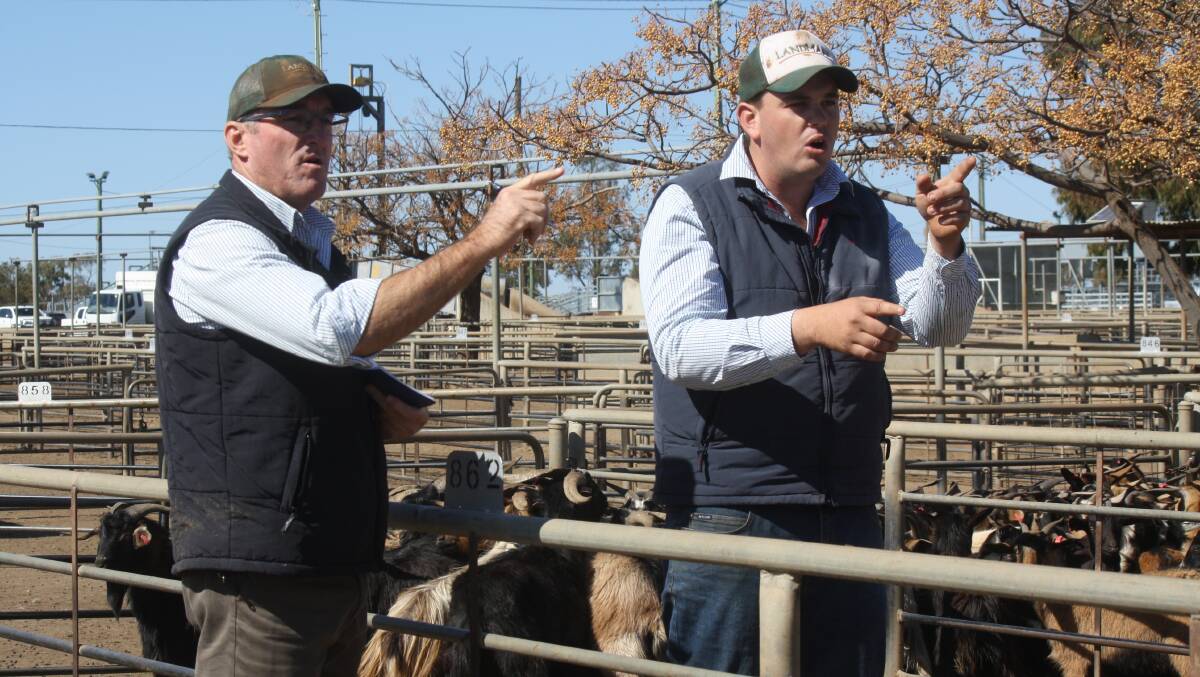 Landmark Milling Thomas agents Peter Thomas and Jordan Rhodes in action at the Dubbo quarterly goat sale.