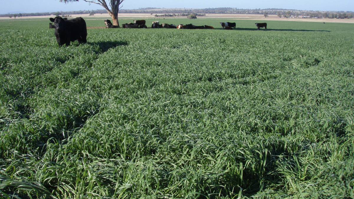 Dual purpose oats mid May 2019, in the worst time of the drought, providing valuable grazing. Conserving rain from the odd summer rain event, plus sowing in early March on a minimal rain event were critical factors.