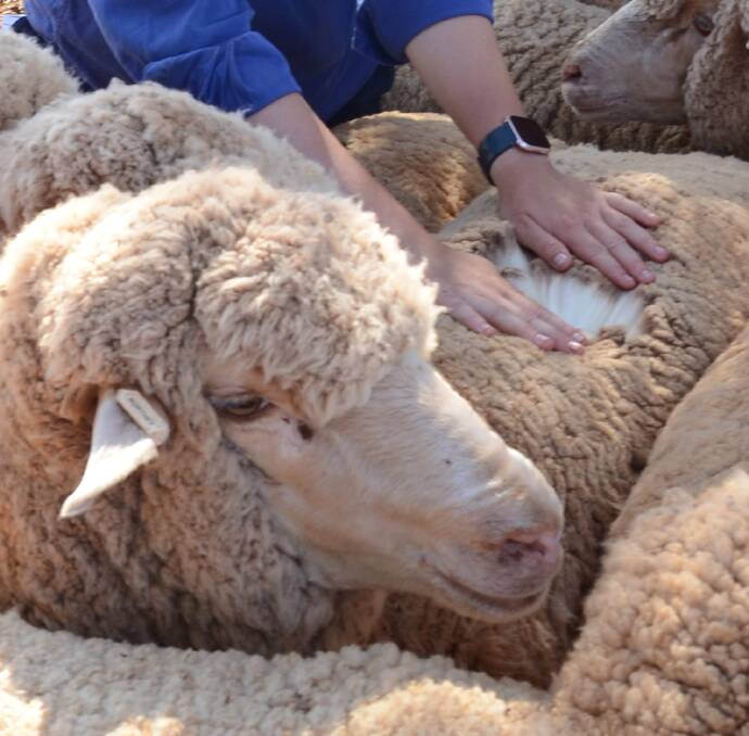 Wool is Emma Northey's passion, so the flock was developed by her father, Paul, to grow well-nourished wool to restrain red dust penetration.