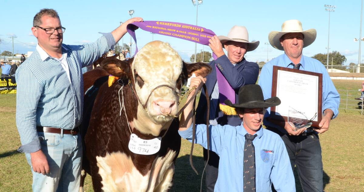 Dubbo Hereford National chair, Andrew Rayner, with judge, David Smith, Ben Lomond, sash the grand and junior champion bull, Lachdale Mindblower M003, shown by Lachie Scurr, Lachdale stud, Texas, Qld, and his father, Greg.