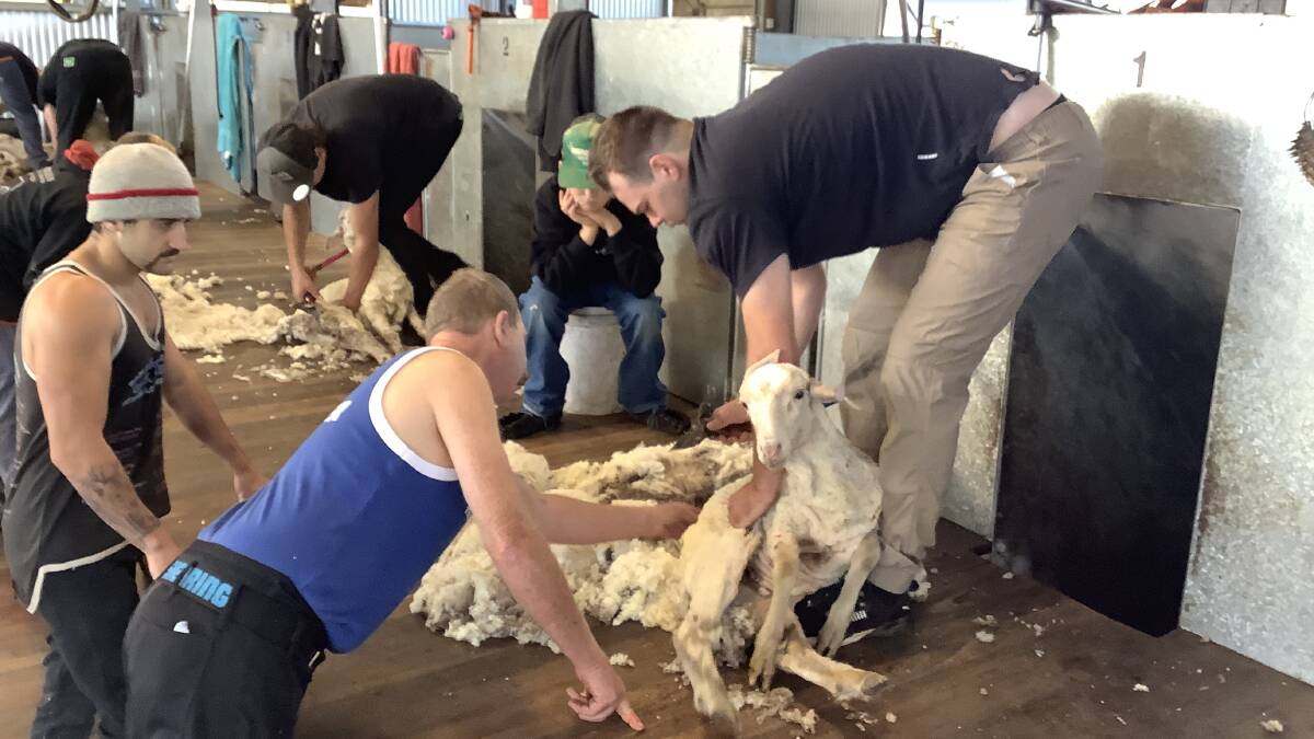 AWI shearing instructor, Ian Elkins, helps three learners.