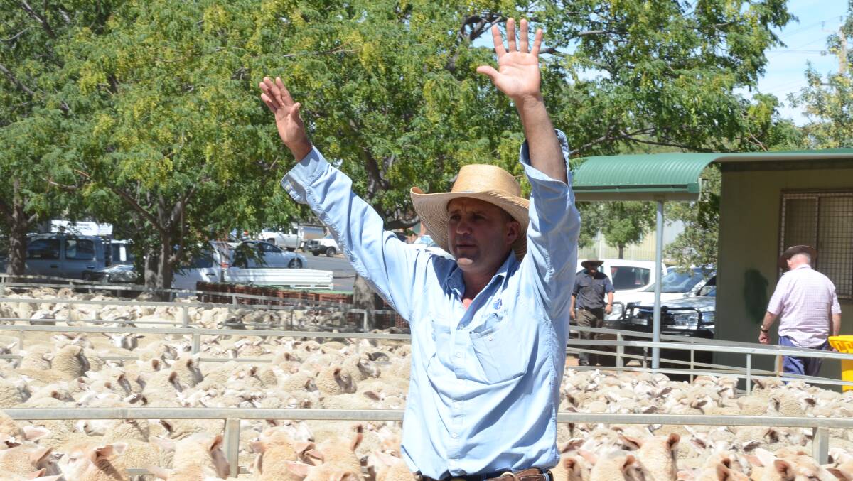 Christie and Hood agent Tim Wiggins in action at a Narromine sheep sale.