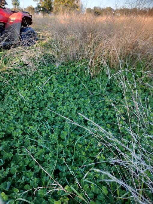 A September 2020 view of a Dalkeith sub clover in a native grass pasture. Despite three previous years of drought and little seed set, Dalkeith has regenerated strongly and provided outstanding feed in 2020.