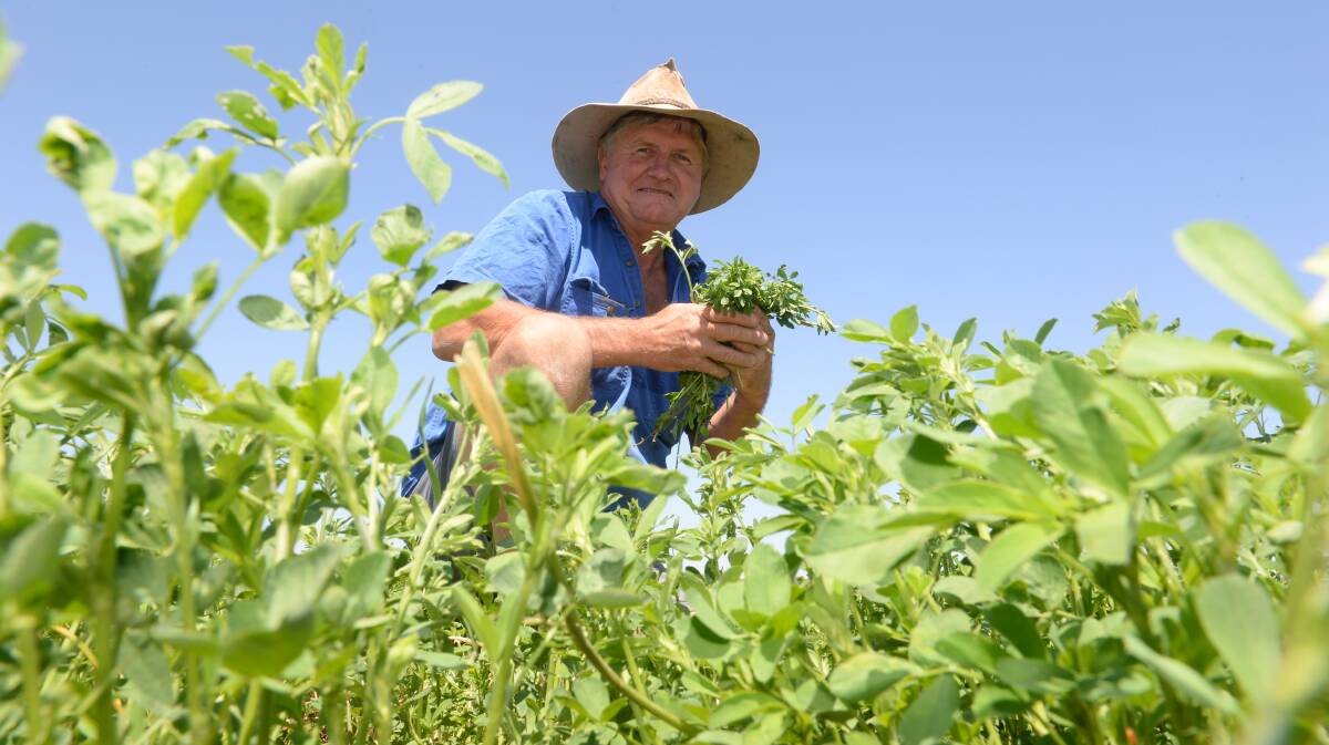 Don 'Duck" Robertson checks his R57114 Haymaster 9 lucerne growing on irrigation at Langlea, Hillston.