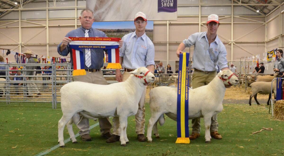 Judge, Bruce Hodgson, Ardene stud, Mt Torrens, SA, sashes grand and reserve grand champion rams exhibited by Tattykeel stud, Oberon, and held by Ross and James Gilmore.