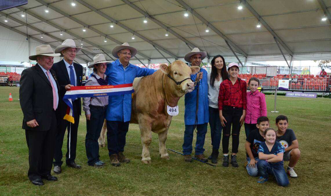 Junior and grand champion Charolais bull, Caloona Park Nugget (P) with the Franco family.