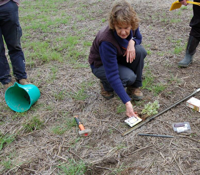 Helen Burns checking pH of a soil profile where faba beans are not performing satisfactorily. Faba beans are sensitive to acid soil bands. 