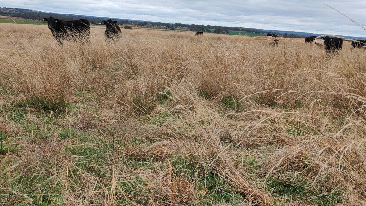 June 2020 view of serradella establishment in native grass pasture. To sow early in 2021 plan to acquire hard seed and rhizobia impregnated into clay based granules.