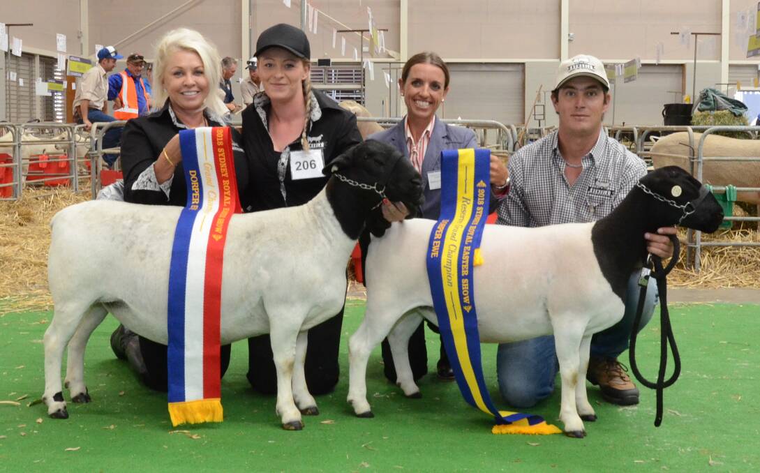 Nomuula's grand and reserve champion Dorper ewes. Cherilyn Lowe, Joanna Dixon, Mel Pagett, David Sandell.