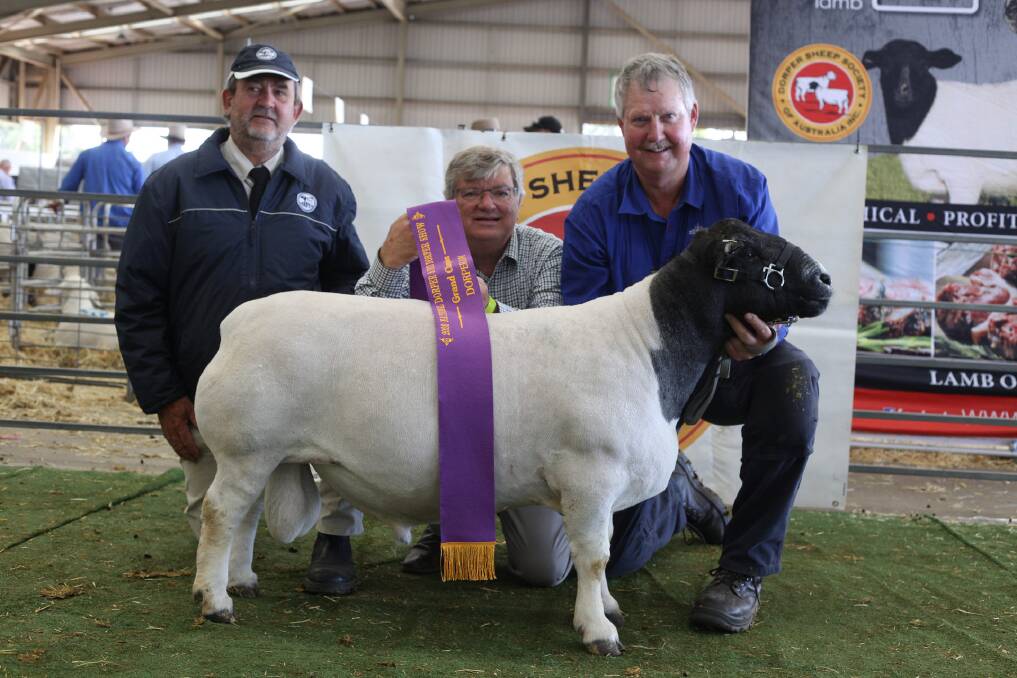 Senior and grand champion Dorper ram and supreme Dorper exhibit was shown by Burrawang stud, Ootha. Pictured is judge Werner Ferreira, Superior Dorpers, Albury, and Mark Griggs, The Land, Dubbo, presenting the sash with Vicus Cronje of Burrawang stud holding the champion.