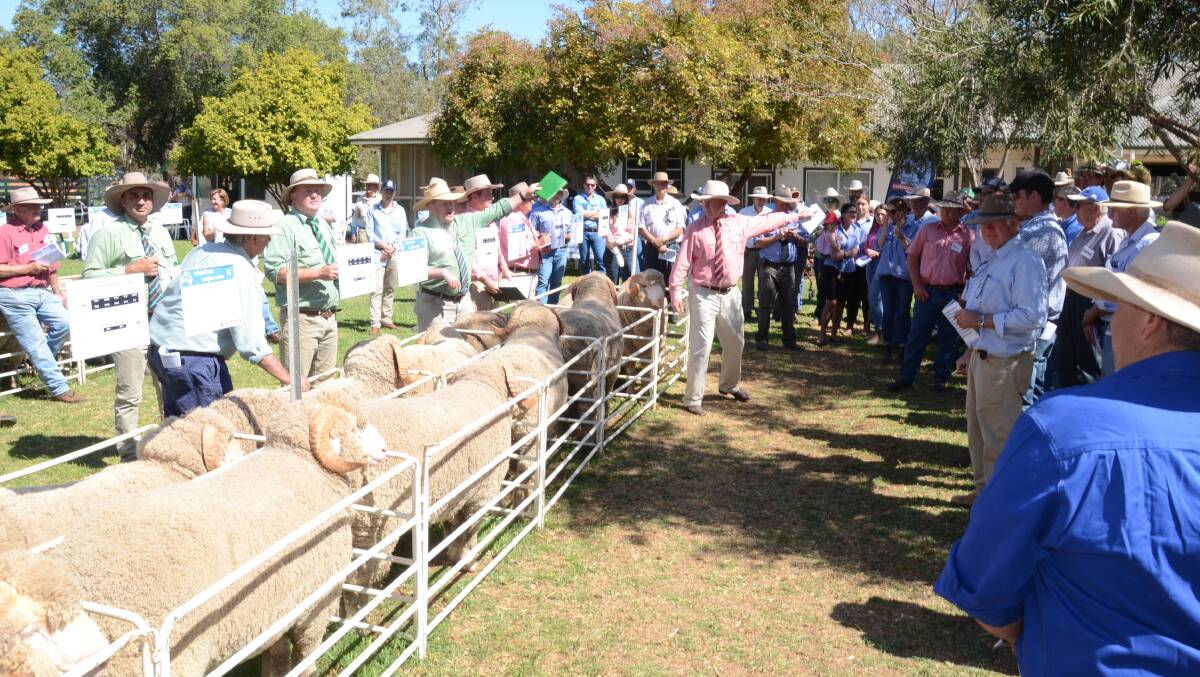 Auction action at Haddon Rig, Warren, when 188 rams topped at $14,000 to average $2356.