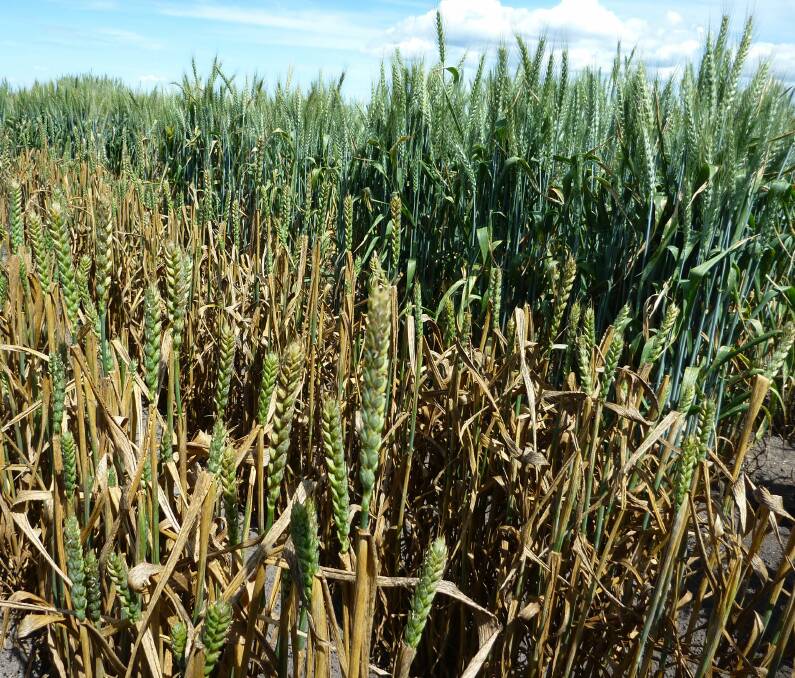 Nearest plot is a wheat variety devastated by leaf rust. Behind is a rust resistant variety. If winter or early spring be moist, leaf rust diseases need to be monitored. Knowledge of disease resistance status is important for control.