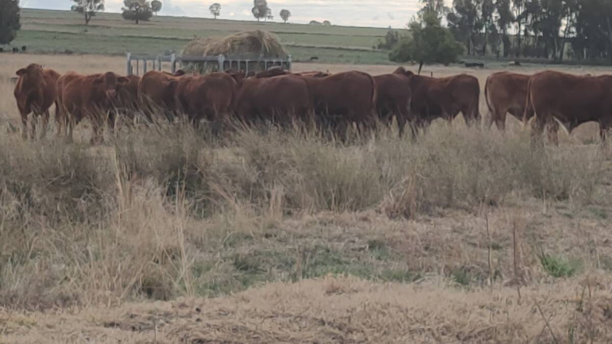 Steers relishing tropical grass hay, in this case Premier digit grass baled in 2020, with protein of 12 per cent. Often better than cereal hay and less prone to mice damage.