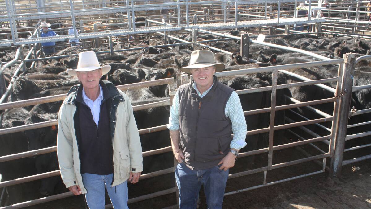 Tony Mooy, Schute Bell Badgery Lumby, Coonamble, and vendor John Thornton, "Old Buckinguy", Warren, with Angus heifers, six to 11-months-old, sold at Friday's store cattle sale. John and Louise Thornton offered 410 Angus steer and heifers weaners as their annual draft through the Dubbo saleyards.