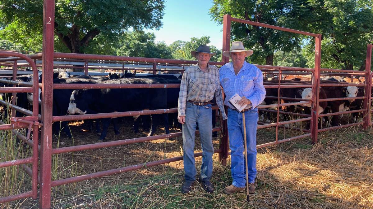 Kym Monkton, Ulindah, Binnaway, with agent Larry Tolmie, in front of Ulindah pens of Angus and Poll Herefords at last Friday's Binnaway store cattle sale.