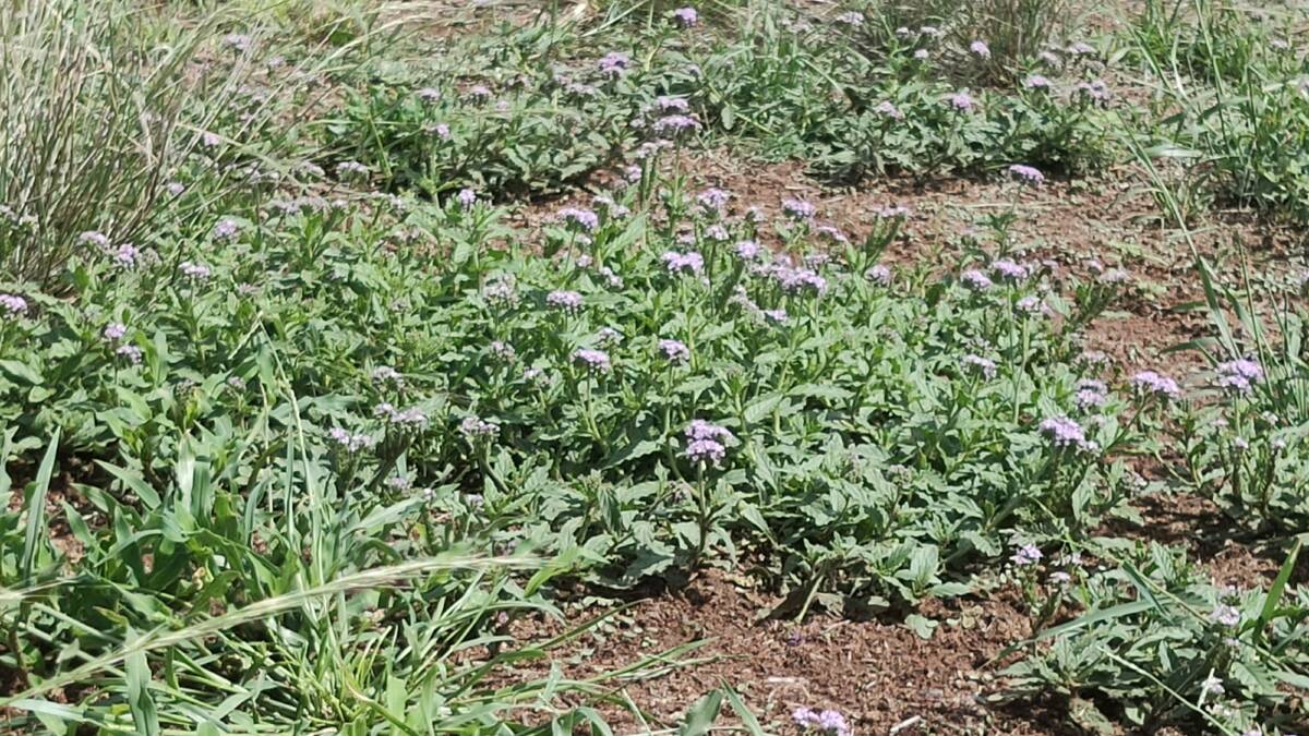 Blue heliotrope, a deep rooted perennial, that if not contained, can be a very difficult weed to eradicate. It is very competitive against pastures and can be poisonous to livestock.