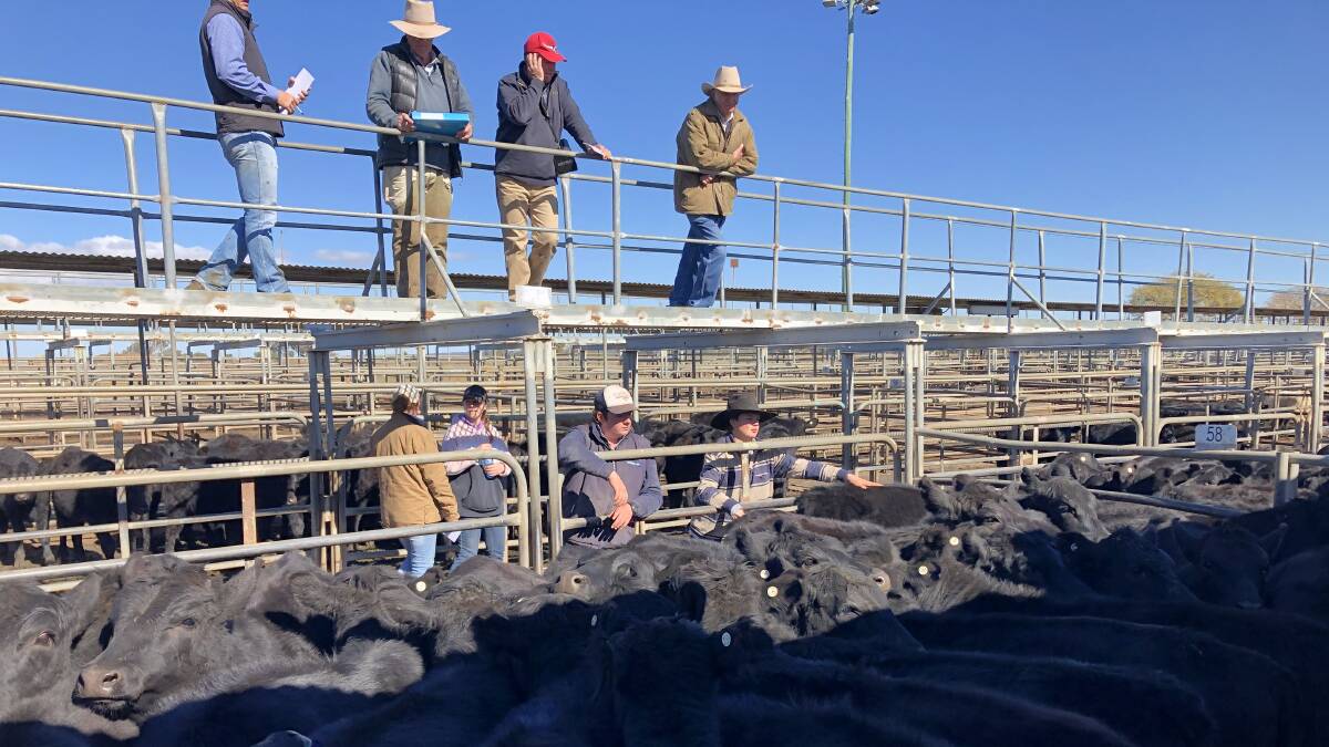 Angus/Santa-cross heifers from Peter and Marilyn Hickey, Molong, sold to a top of $535.