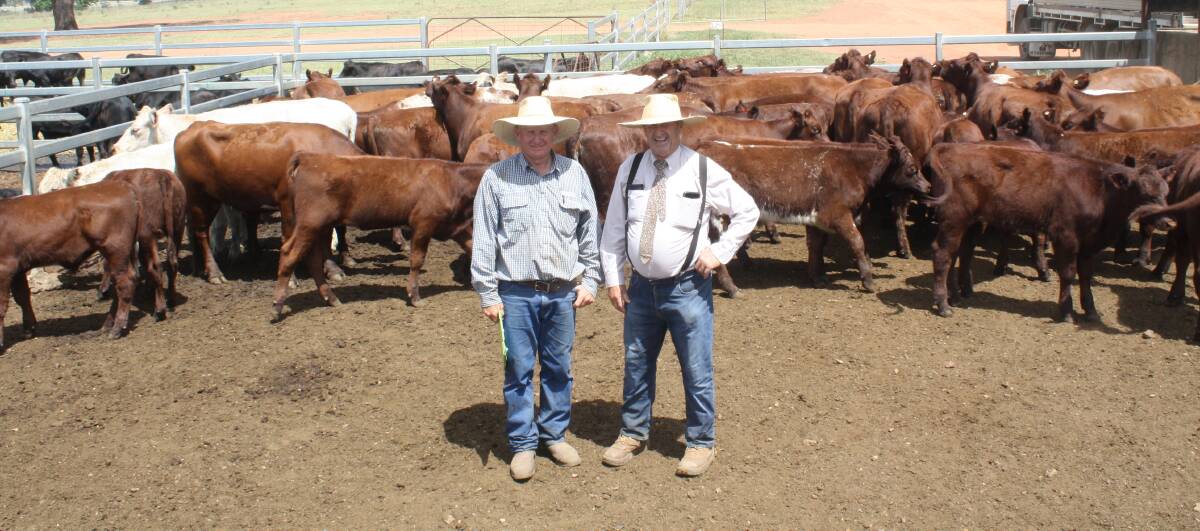 Ronald Bowman, Meruthera, Dunedoo, and Angus Stuart, Milling Stuart, with his Shorthorn cows with calves.