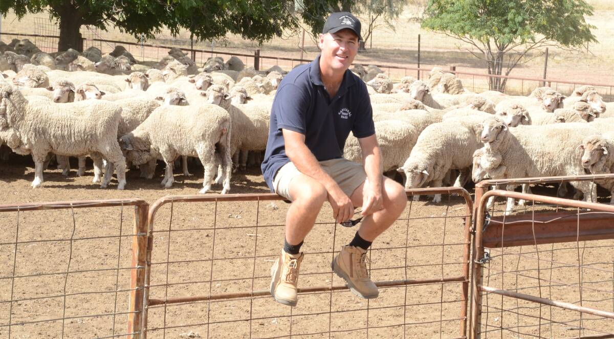 Paul Lynch, "Belleview", Caragabal, with his winning maiden ewes of Darriwell blood for 17 years.