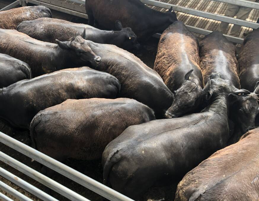 Nutrien Milling Thomas sold Angus heifers, pregnancy-tested-in-calf to Pathfinder Angus bulls, for $1975 a head at the Dubbo store sale last Friday.