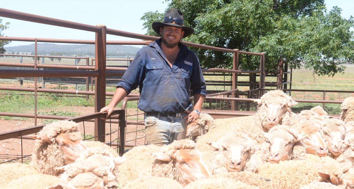 Moonbah Pastoral Company manager, Peter Baxter, with second-placed maiden ewes of Woodpark blood.
