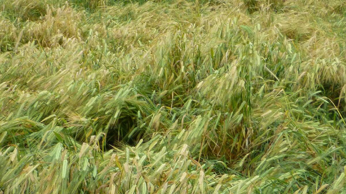 Many crops, like this barley one, can lodge badly in high yielding years. Lodging tolerance is one of the many features to assess when planning future variety changes.
