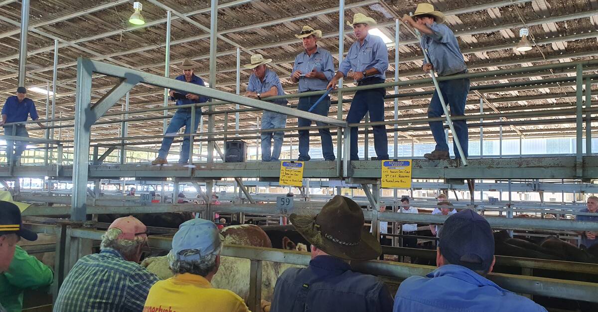 The McDonald Lawson team in action during a Mudgee store cattle sale. Last Thursday 400 head were yarded.
