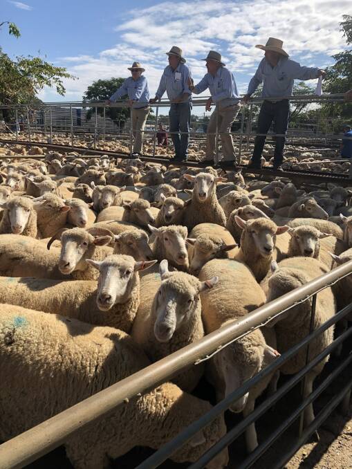 Paul Alchin, Christie and Hood, Dubbo knocks down the pen of crossbred lambs sold on behalf of the Shanks family, Shanks Farms, Dubbo. The tops of the Shanks family lambs made $270/hd for a run of 223 lambs and the second cut made $253.60/hd for a run of 93 lambs.