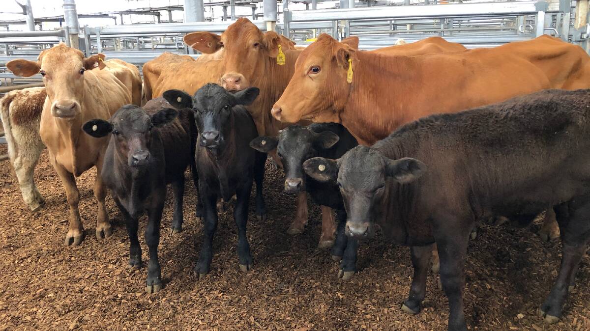 Cows with calves sold by Roger Fuller Pty Ltd, on behalf of Hunter Valley Cattle Co, Gresford.